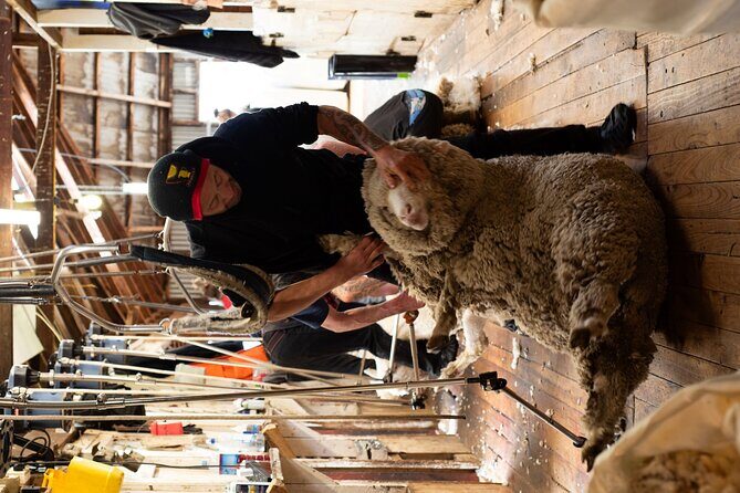 Mt. Hay Farm Experience Genuine Country Farming(Carbon Positive) - Key Points