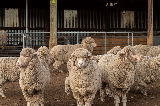 Mt. Hay Farm Experience Genuine Country Farming(Carbon Positive) - The Experience’s Value: More Than Just Sheep