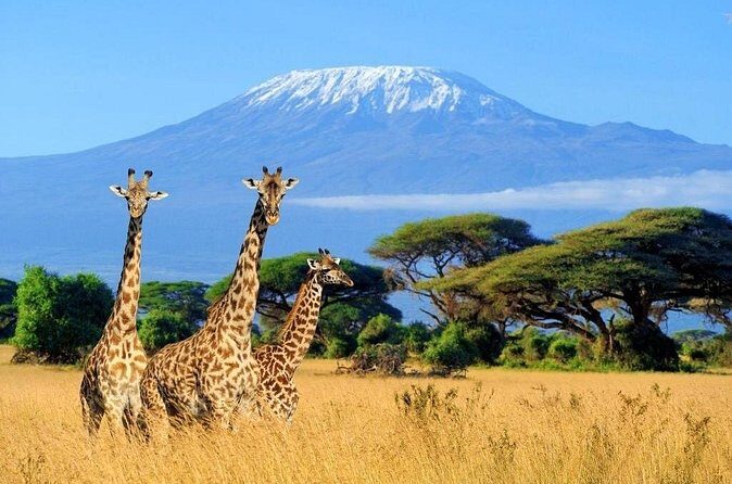 Mt Kilimanjaro Hiking via Marangu Route Day Trip - FAQs