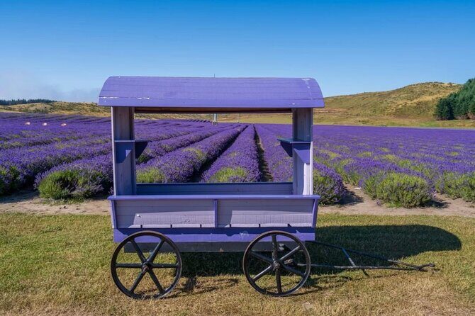 (MT) Mount Cook Return Day Tour Via Lake Tekapo from Christchurch - Key Points