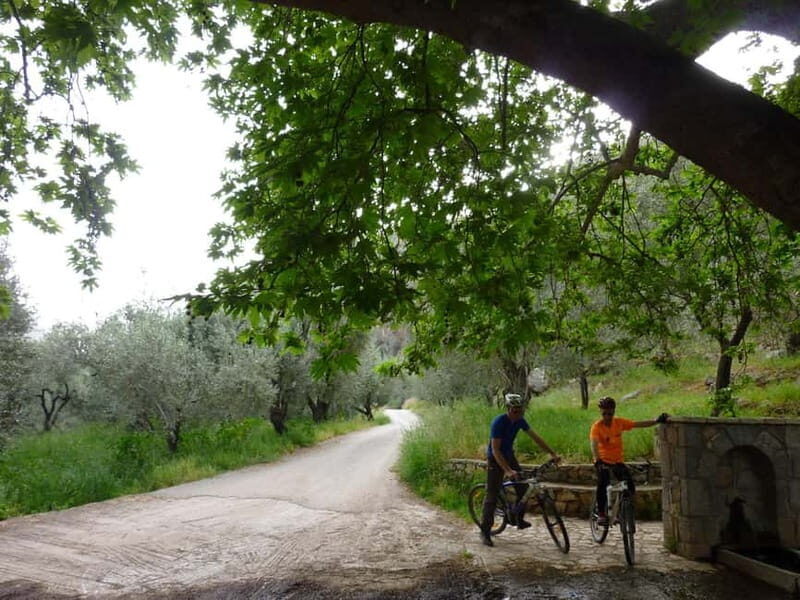 Mt. Parnassos: Mountain Bike in Altitude Forest - The Allure of Parnassos by Bike
