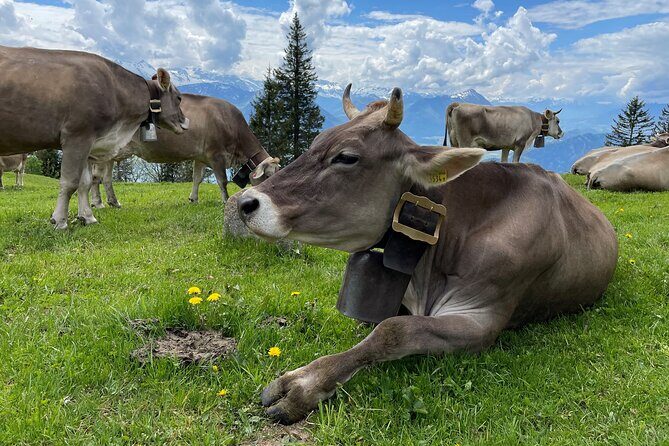 Mt Rigi and Lucerne Day Trip from Zurich With Boat Ride - FAQs