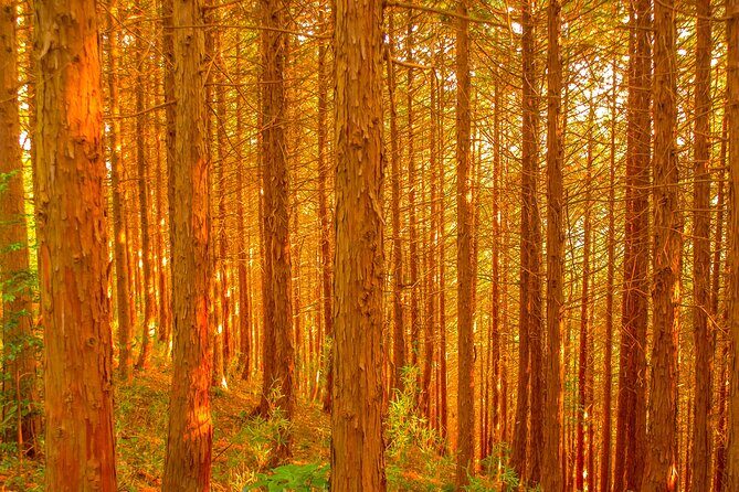 Mt.TAKAO Trekking 1 Day Tour - Trail Options and Accessibility
