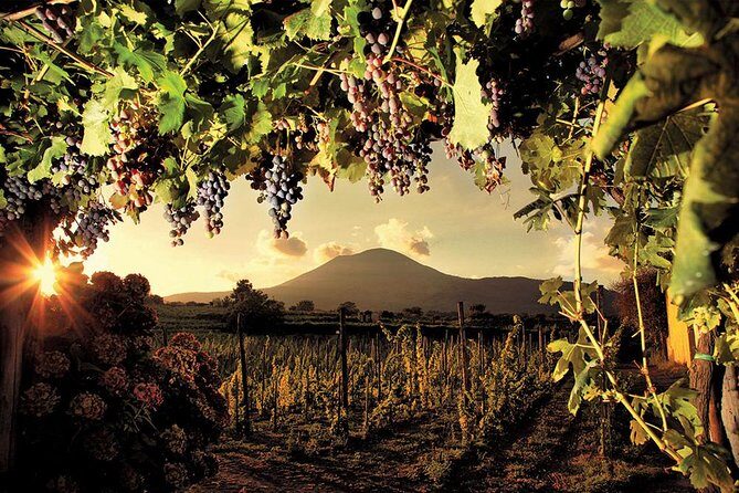 Mt. Vesuvius Wine Tasting and Lunch Experience from Pompeii - Authentic Insights from Reviews