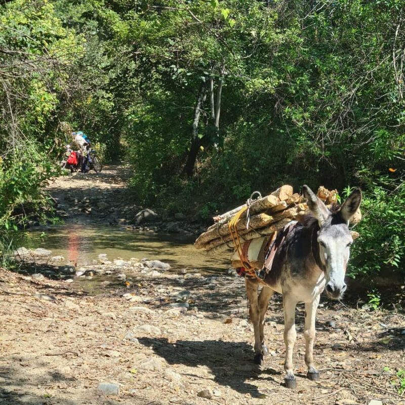 MTB Bike tour to the Monkey Tree + Bread Maker & Tule tree - Final Thoughts: Who Should Sign Up?