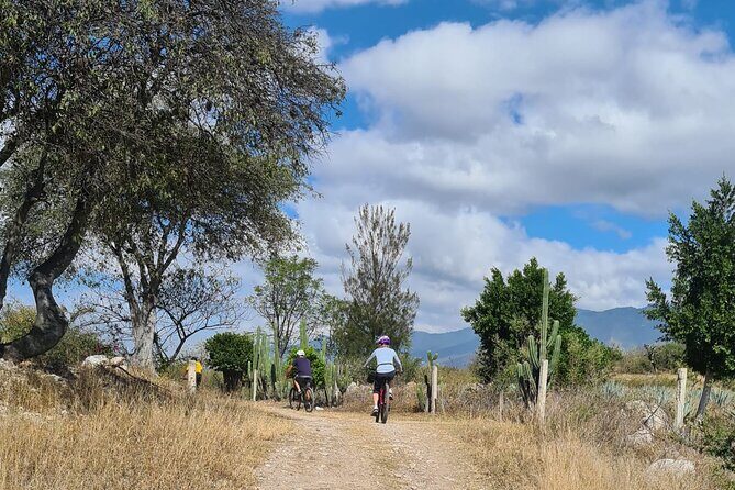 MTB Bike Tour: Tree of the Tule on mountain trails - Authenticity and Real Traveler Feedback
