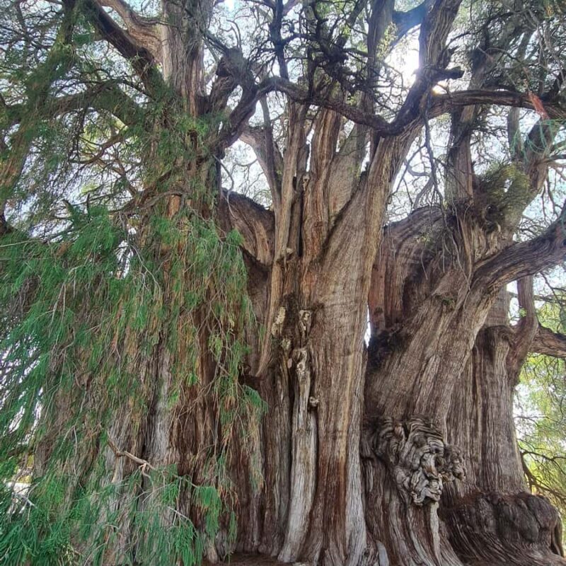 MTB Bike Tour: Tule Tree through the country-side - FAQ