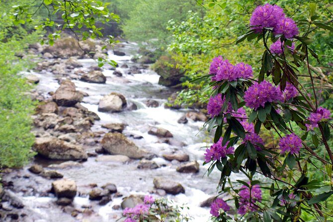 Mtirala National Park Tour - An In-Depth Look at the Mtirala National Park Tour