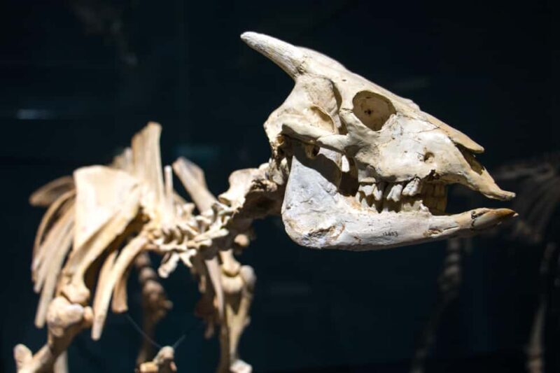 MUCBO | Jardí Botànic de Sóller - Balearic Museum of Natural Sciences - Authentic Experiences and Insights from Reviews