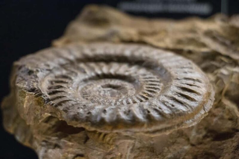 MUCBO | Jardí Botànic de Sóller - Balearic Museum of Natural Sciences - Who Should Visit?