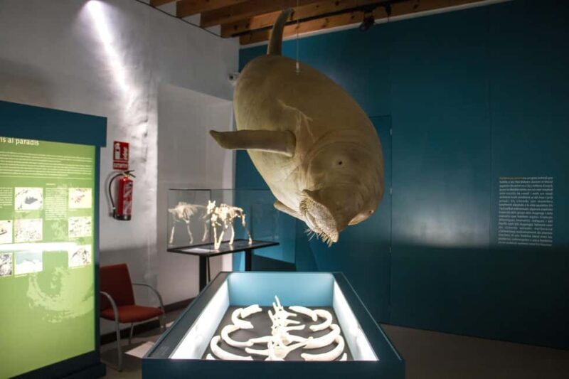 MUCBO | Jardí Botànic de Sóller - Balearic Museum of Natural Sciences - FAQ