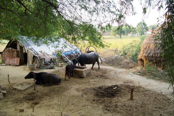 Mughal Heritage Walk in Kachhpura Village around Taj Mahal - The Sum Up