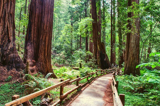 Muir Woods and Sausalito + Ferry, Alcatraz Night Tour & Aquarium Access - Practical Insights and Tips