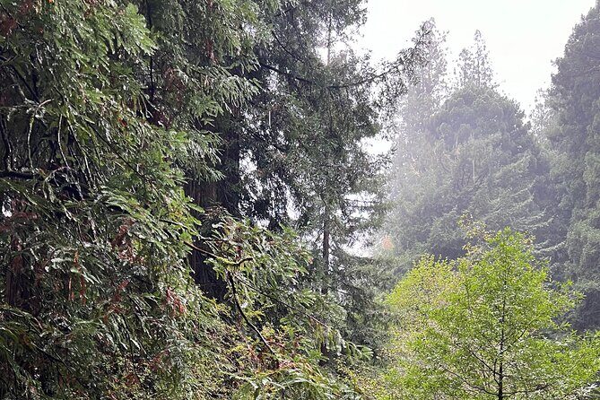 Muir Woods and Sausalito Private Tour - The Value of This Tour