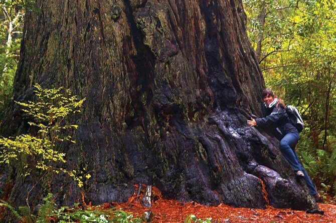Muir Woods & Napa-8hr-Private Scenic Wine Tour From San Francisco - Additional Highlights and Practicalities