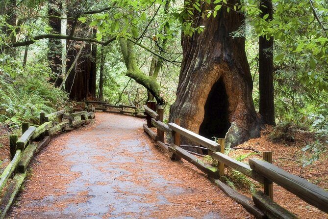 Muir Woods & Napa-8hr-Private Scenic Wine Tour From San Francisco - Is it Worth the Price?