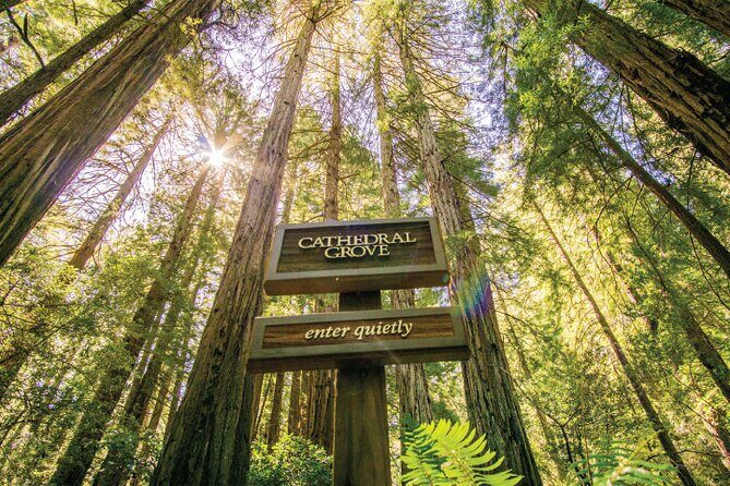 Muir Woods & Sausalito Tour + Hop-On Hop-Off Tour - A detailed look at the tour experience