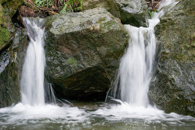 Muir Woods Self-Guided Driving and Walking Audio Tour - A Detailed Look at the Tour Itself