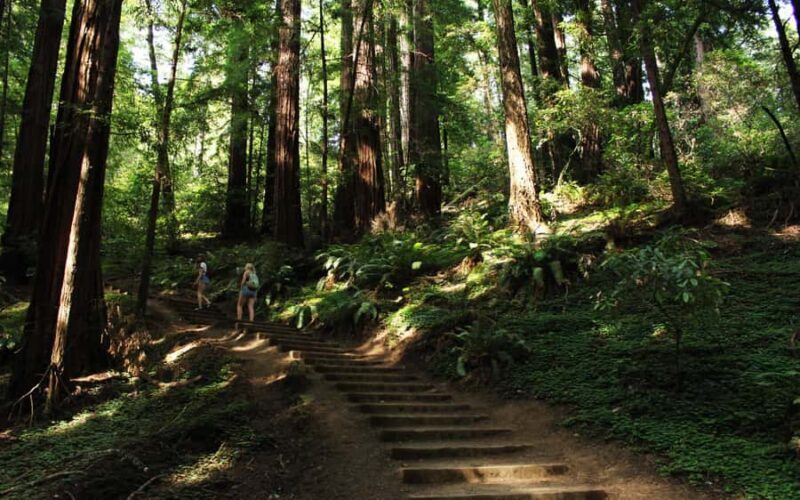 Muir Woods Visit & Golden Gate Bridge Bike Ride - An In-Depth Look at the Itinerary and Experiences