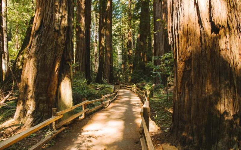 Muir Woods Visit & Golden Gate Bridge Bike Ride - Who Will Love This Tour?