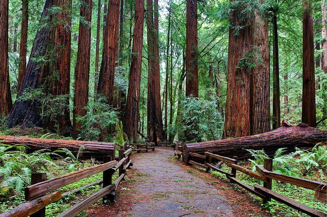 Muir Woods with Napa & Sonoma Wine Tour + Alcatraz & Aquarium Access - Authentic Experiences and Authentic Insights