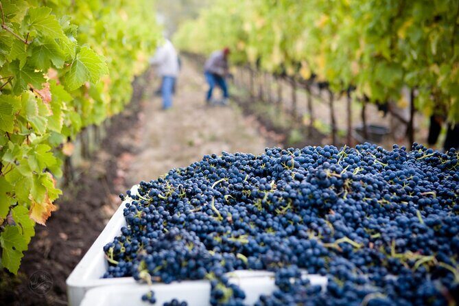 Muir Woods with Napa & Sonoma Wine Tour + Alcatraz & Aquarium Access - Final Thoughts