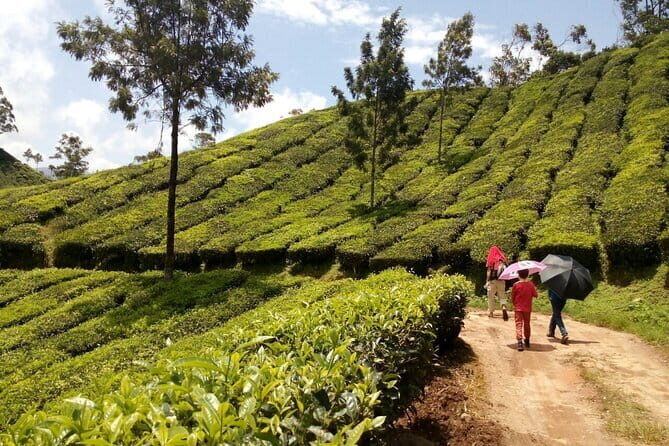Munnar Tea Plantation Evening walking with Sunset View - Who Should Book This Tour?
