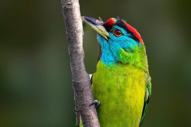 Munsiari Birding tour - An In-Depth Look at the Munsiari Birding Tour