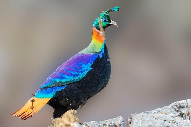 Munsiari Birding tour - Key Points