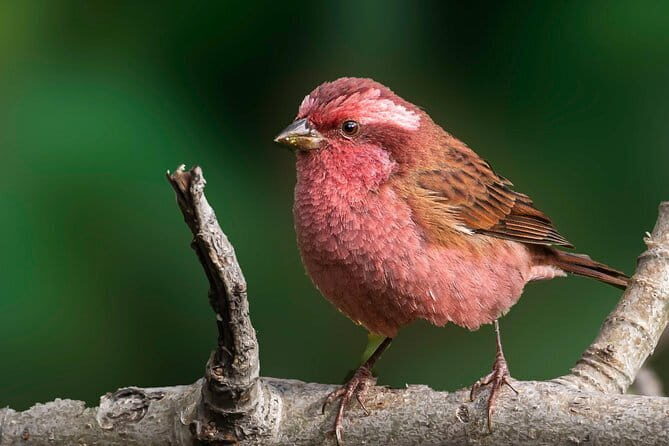 Munsiari Birding tour - Final Thoughts — Who Will Love This Tour?