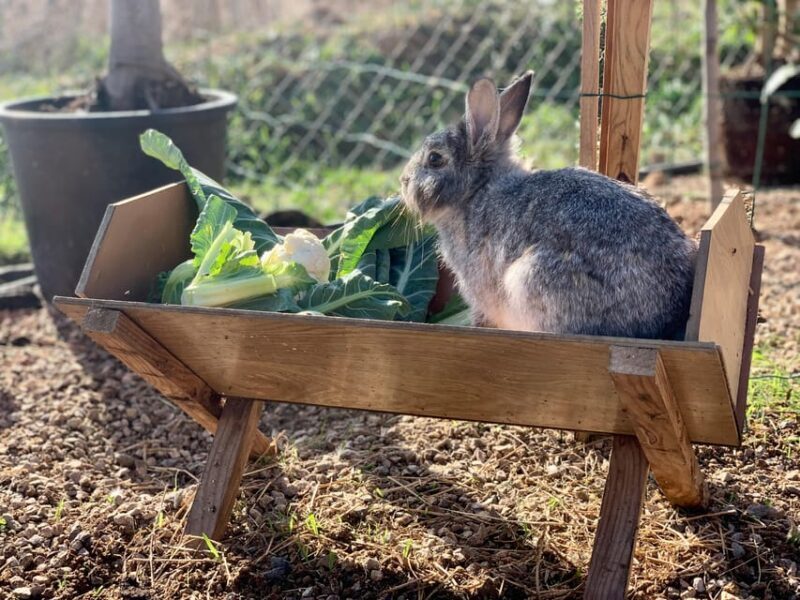 Murcia, Astronomy Night in Finca Astronomica - Murcia, Astronomy Night in Finca Astronomica: A Complete Guide