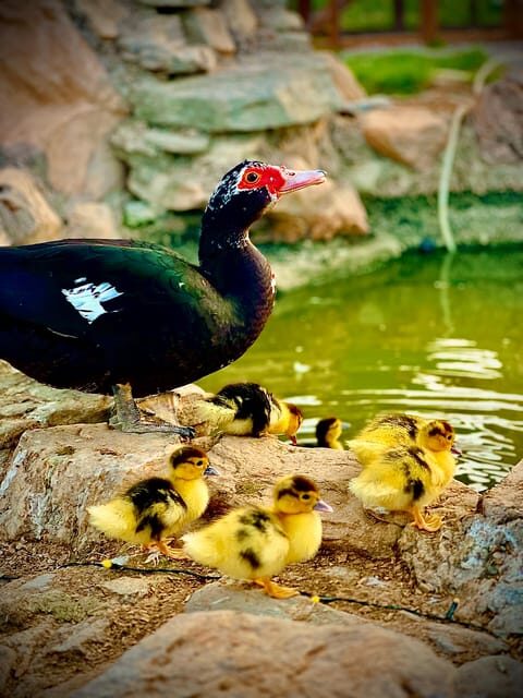 Murcia, Astronomy Night in Finca Astronomica - Key Points