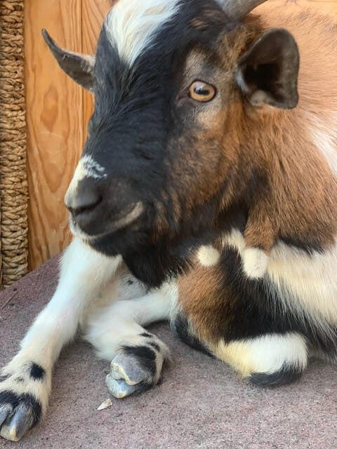 Murcia, Astronomy Night in Finca Astronomica - FAQ