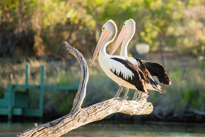 Murray River Day Trip from Adelaide Including Lunch Cruise aboard the Proud Mary - Practical Details and Value