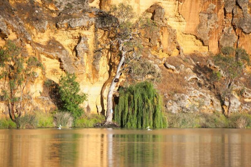 Murray River Highlights and Luncheon Cruise - The Value of the Experience
