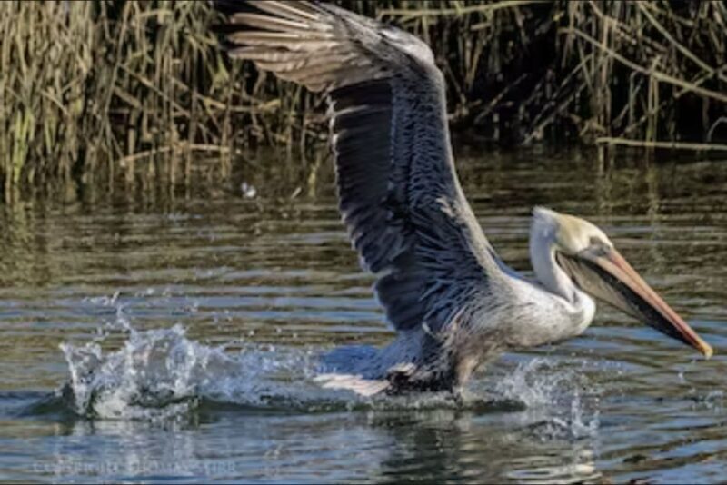 Murrells Inlet: Saltwater Marsh Eco Tour w/ Marine Biologist - A Closer Look at the Eco Tour Experience