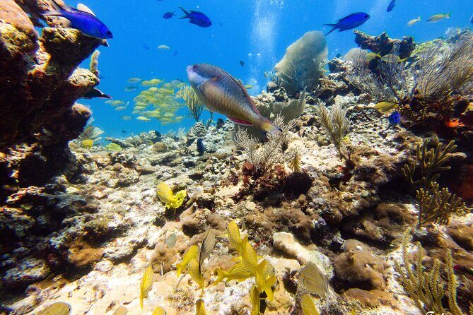 MUSA Museum and Colorful Reef 2 Tank Dive-Certified Divers - Who Is This Tour Best For?