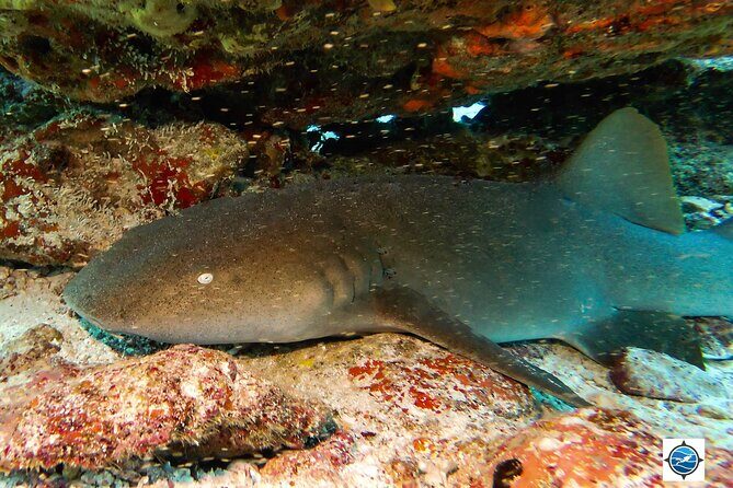 MUSA Museum and Colorful Reef 2 Tank Dive-Certified Divers - FAQs