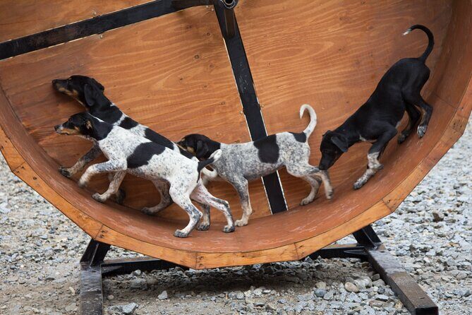 Musher's Camp and Gold Panning Adventure - Introduction
