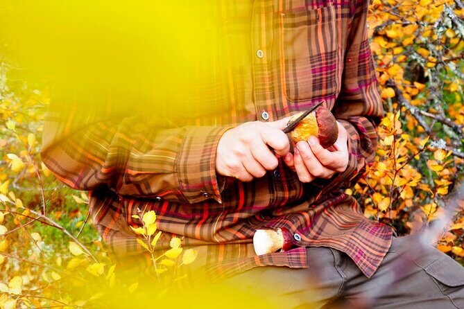 Mushroom Hunting in a National Park - A Detailed Look at the Mushroom Hunting Experience in Finland