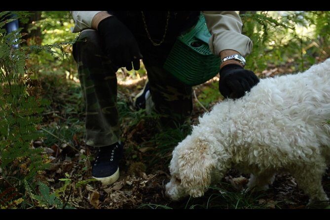 Mushroom or Truffle Hunting - Mushroom or Truffle Hunting in Lake Como: A Truly Authentic Foraging Experience