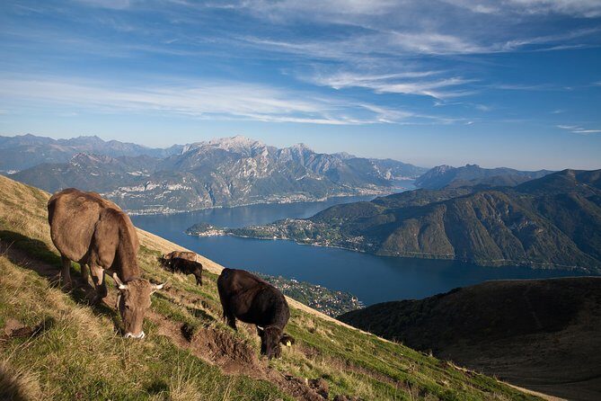 Mushroom or Truffle Hunting - FAQ