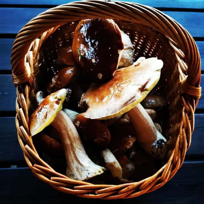 Mushroom picking in the forests near Riga - The Culinary Finale: Cooking Your Harvest