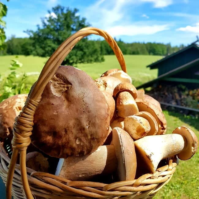 Mushroom picking in the forests near Riga - The Sum Up: Who Will Love This Tour?