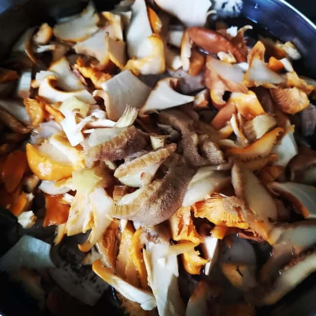 Mushroom picking in the forests near Riga - FAQ