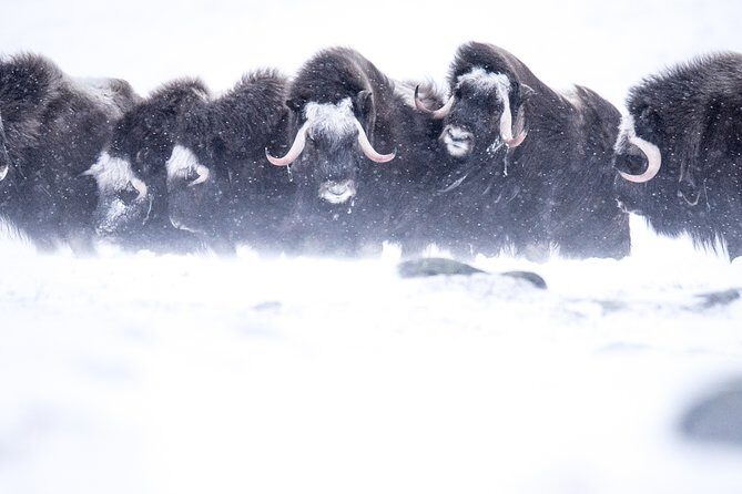 Musk ox Safari in Dovrefjell National Park from Oppdal - An In-Depth Look at the Musk Ox Safari Experience