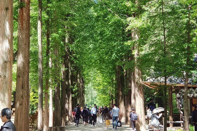 Muslim Tour (Nami Island + Petite France) - In-Depth Review of the Muslim Tour to Nami Island and Petite France