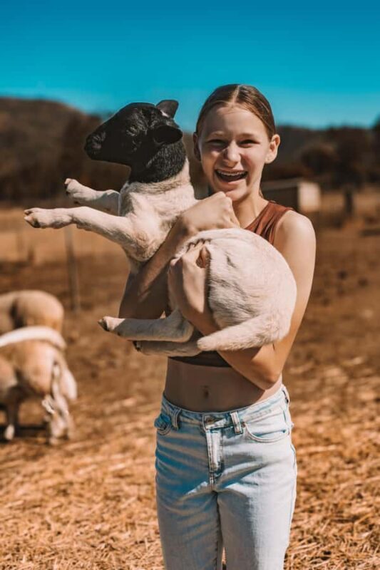 Mutchilba: Farm Animal Feeding - Key Points