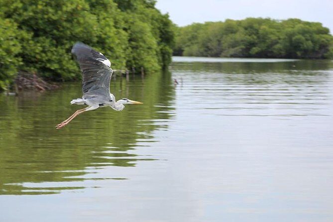 Muthurajawela Bird Watching Boat Tour - Key Points