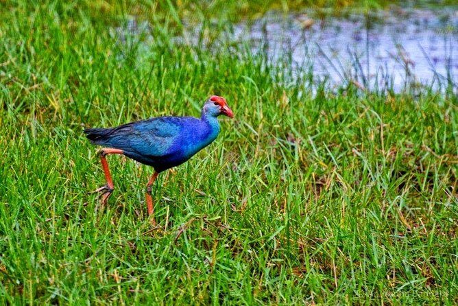 Muthurajawela Bird Watching Boat Tour - An Introduction to Muthurajawela Wetlands